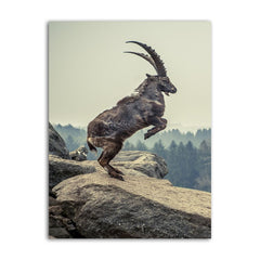 Capricorn Rock Animal Canvas