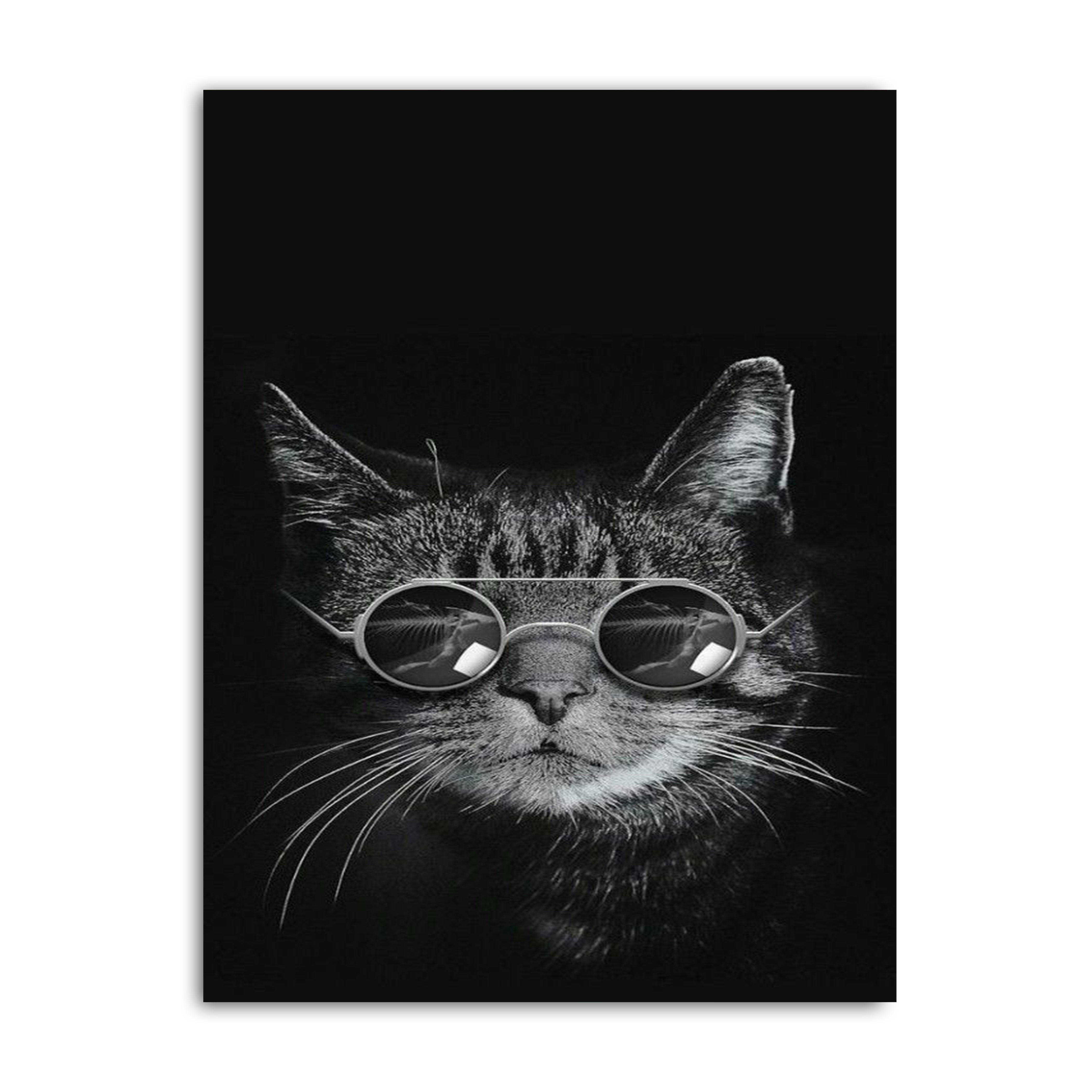 Cat With Glasses